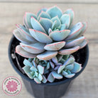 Echeveria Subcorymbosa Lau 026