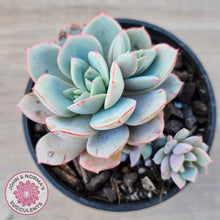 Load image into Gallery viewer, Echeveria Subcorymbosa Lau 026 (w pups)
