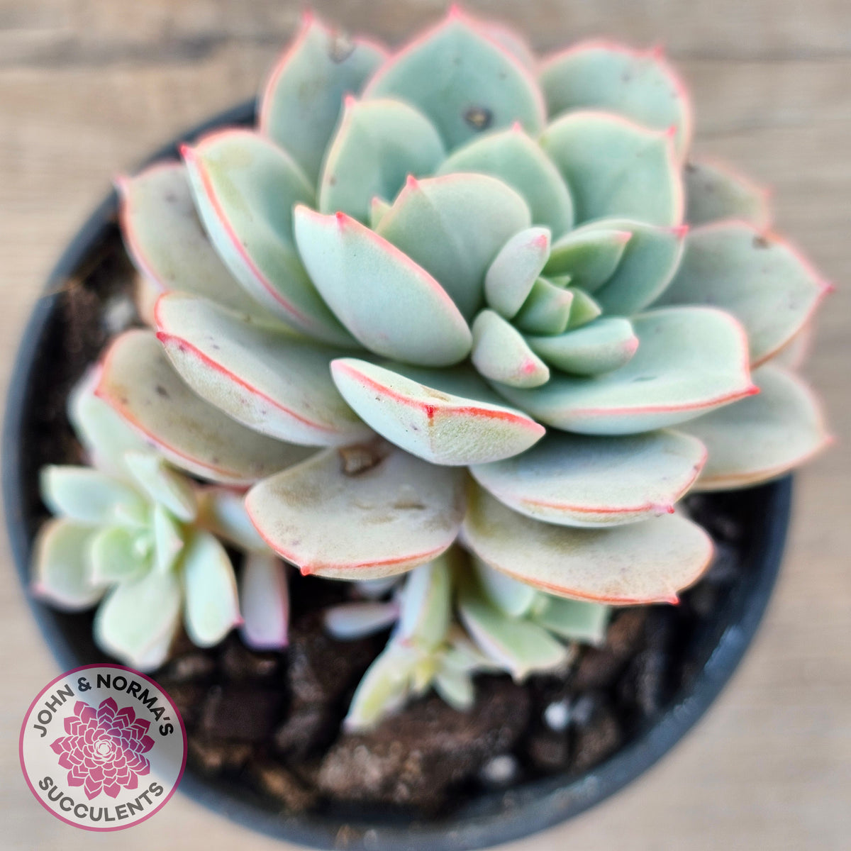 Echeveria Subcorymbosa Lau 026