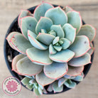 Echeveria Subcorymbosa Lau 026