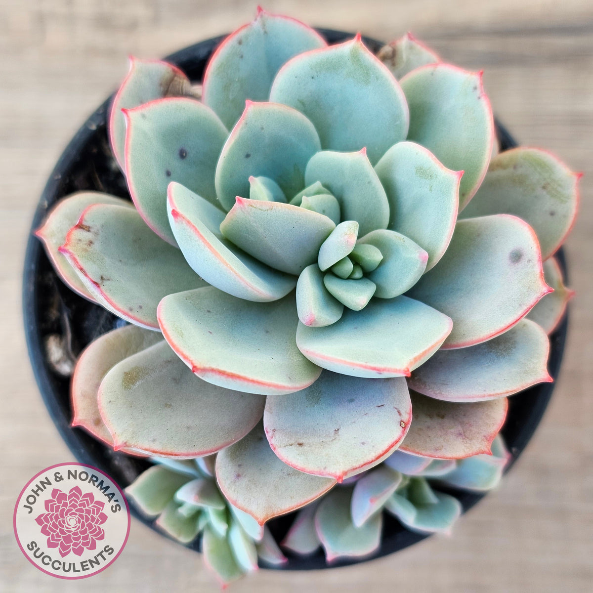 Echeveria Subcorymbosa Lau 026