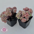 Echeveria Bradburyana Crest