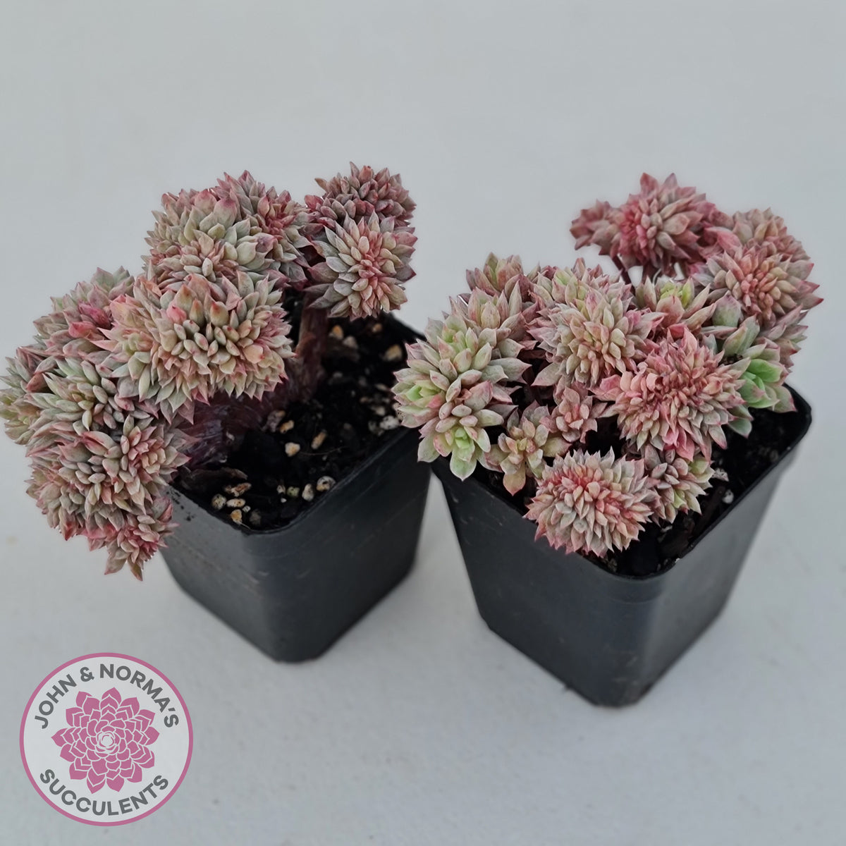 Echeveria Bradburyana Crest