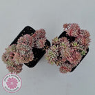 Echeveria Bradburyana Crest