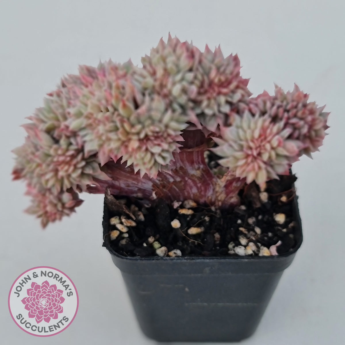 Echeveria Bradburyana Crest