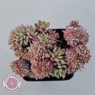 Echeveria Bradburyana Crest