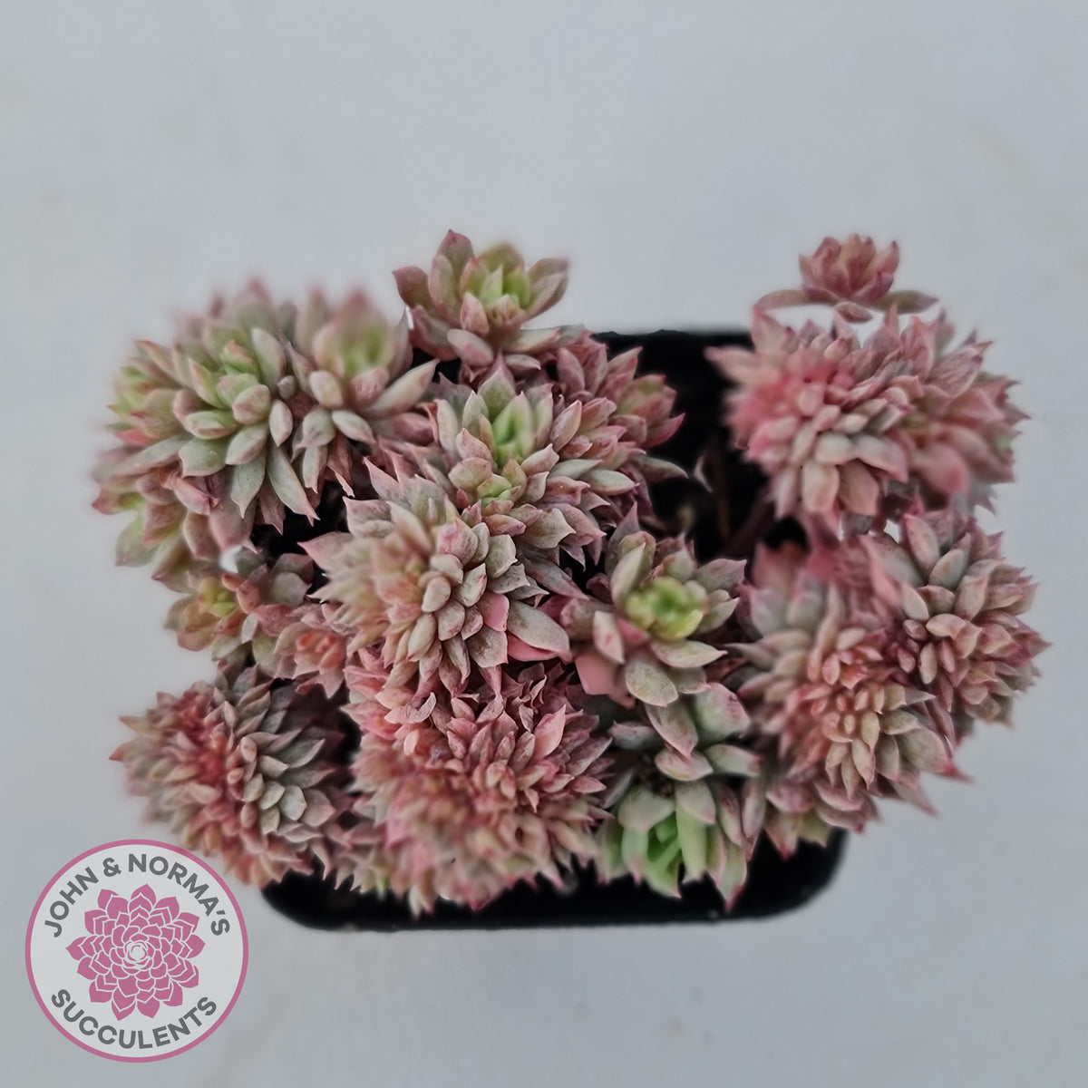Echeveria Bradburyana Crest
