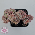 Echeveria Bradburyana Crest