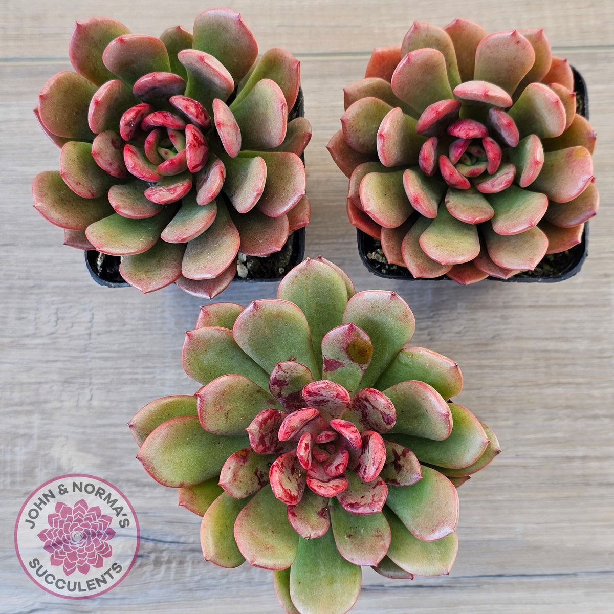 Echeveria Chocolate Cube