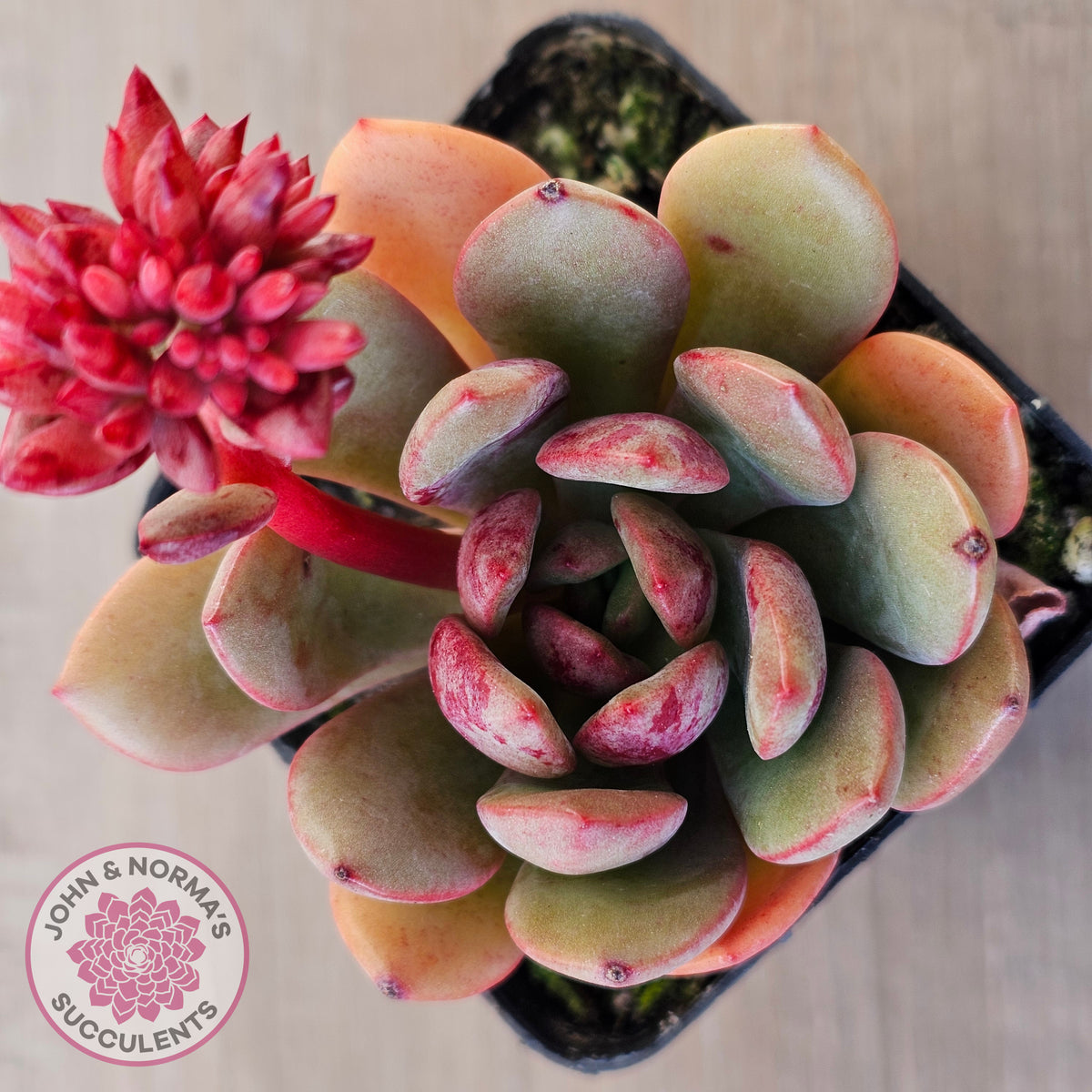 Echeveria Chocolate Cube