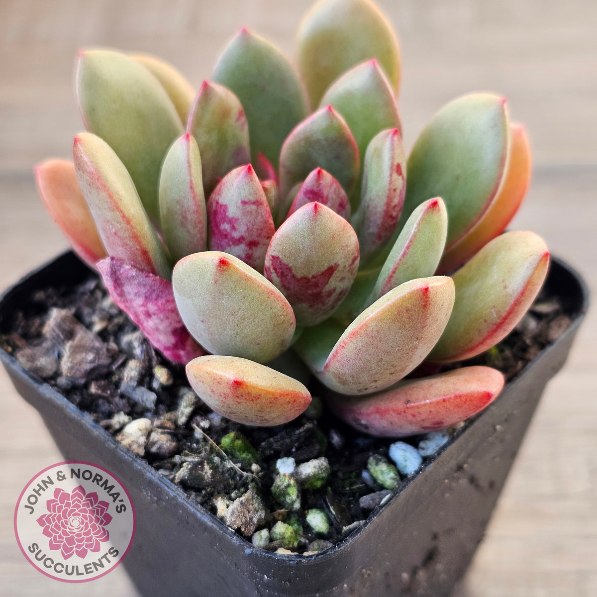 Echeveria Chocolate Cube