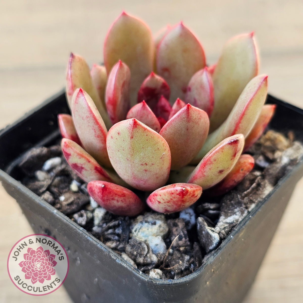 Echeveria Chocolate Cube