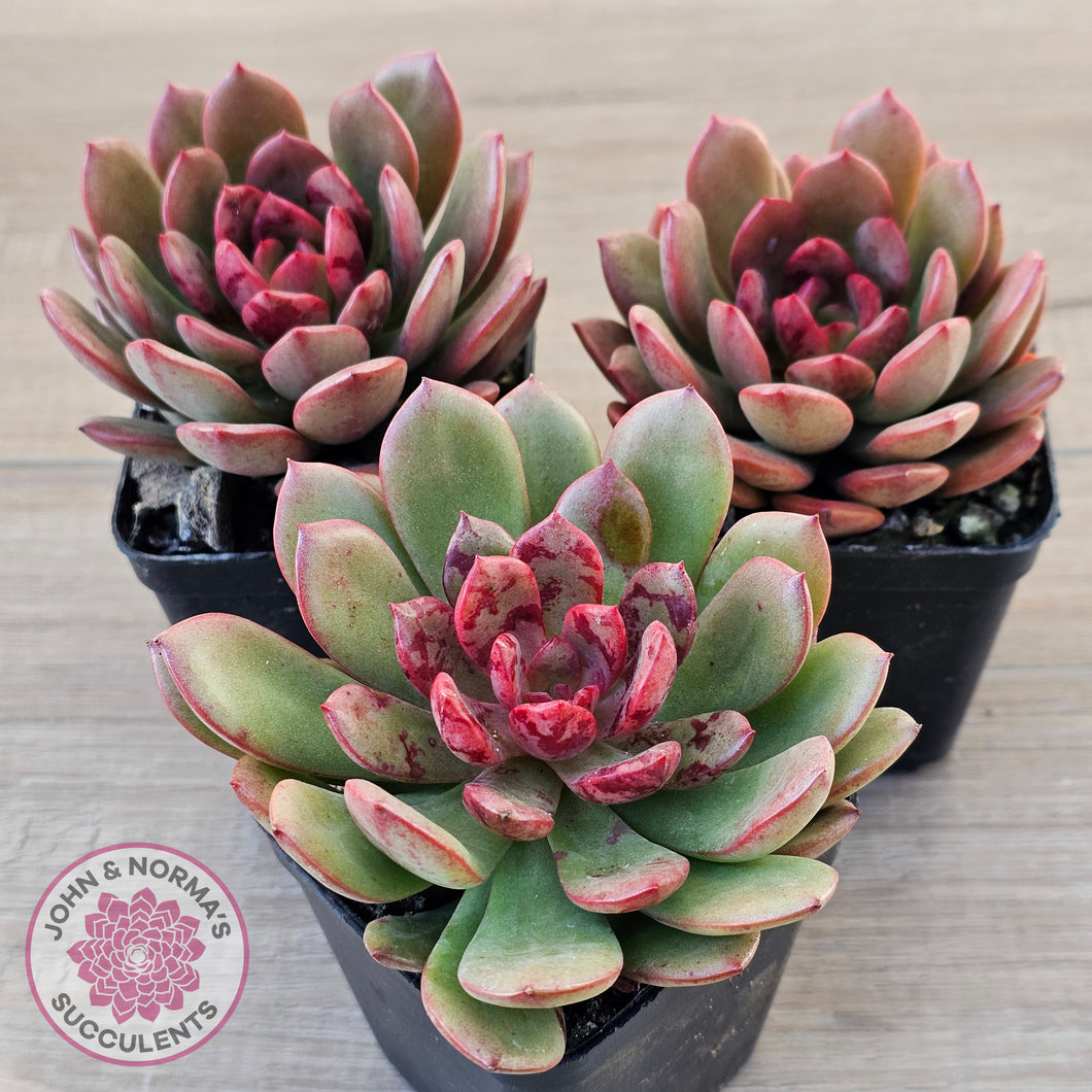 Echeveria Chocolate Cube