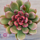 Echeveria Chocolate Cube