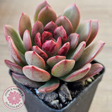 Load image into Gallery viewer, Echeveria Chocolate Cube
