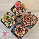 Echeveria Chocolate Cube