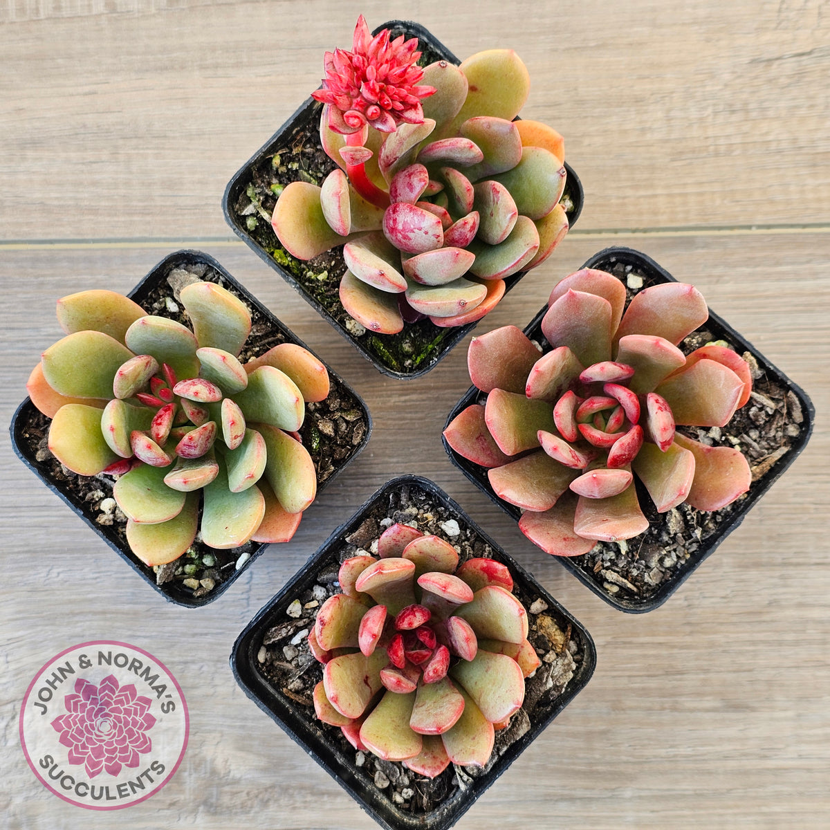 Echeveria Chocolate Cube