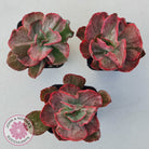 Echeveria Marijah Red & White Variegata