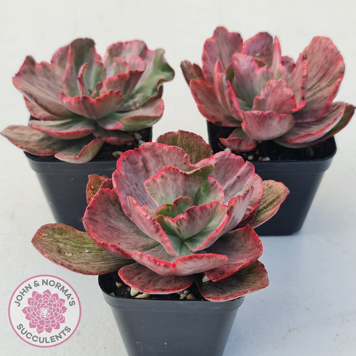 Echeveria Marijah Red & White Variegata