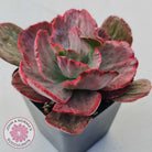 Echeveria Marijah Red & White Variegata