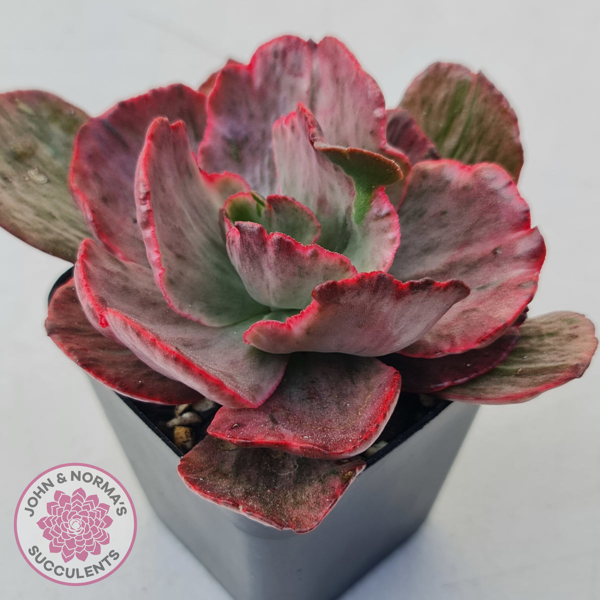 Echeveria Marijah Red & White Variegata