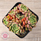 Echeveria Nocturne - Clumps
