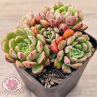 Echeveria Nocturne - Clumps