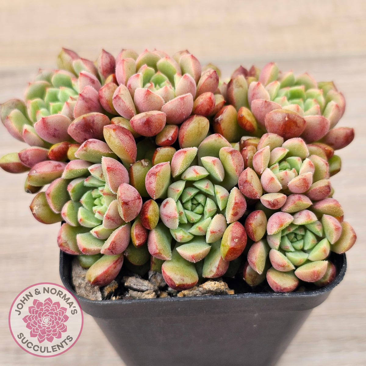 Echeveria Nocturne - Clumps