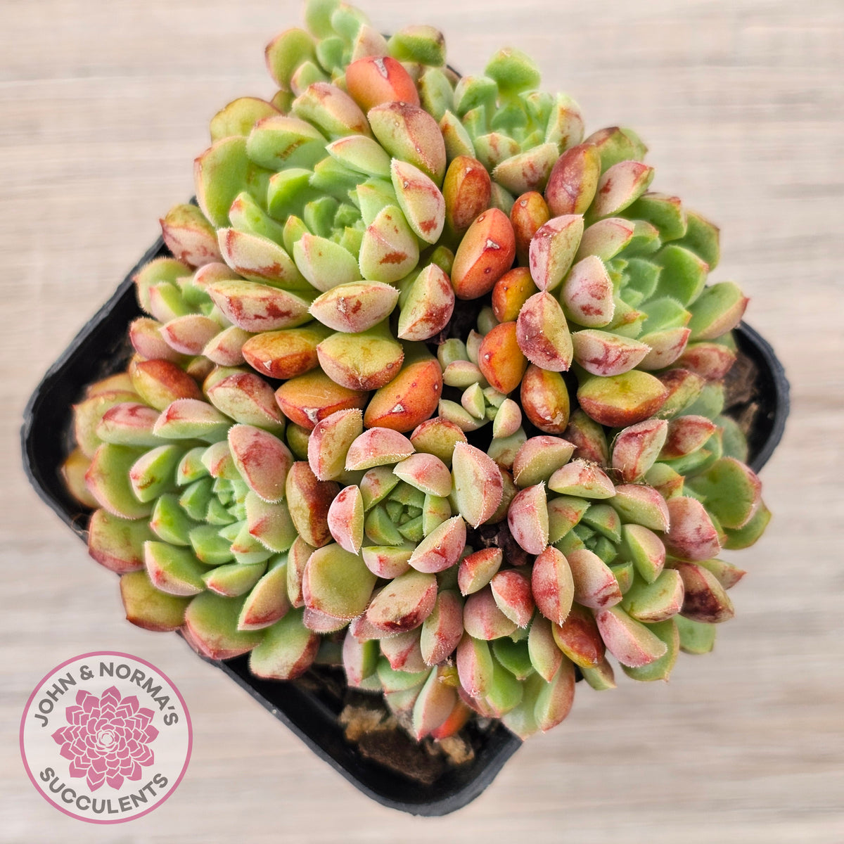 Echeveria Nocturne - Clumps