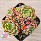 Echeveria Nocturne - Clumps