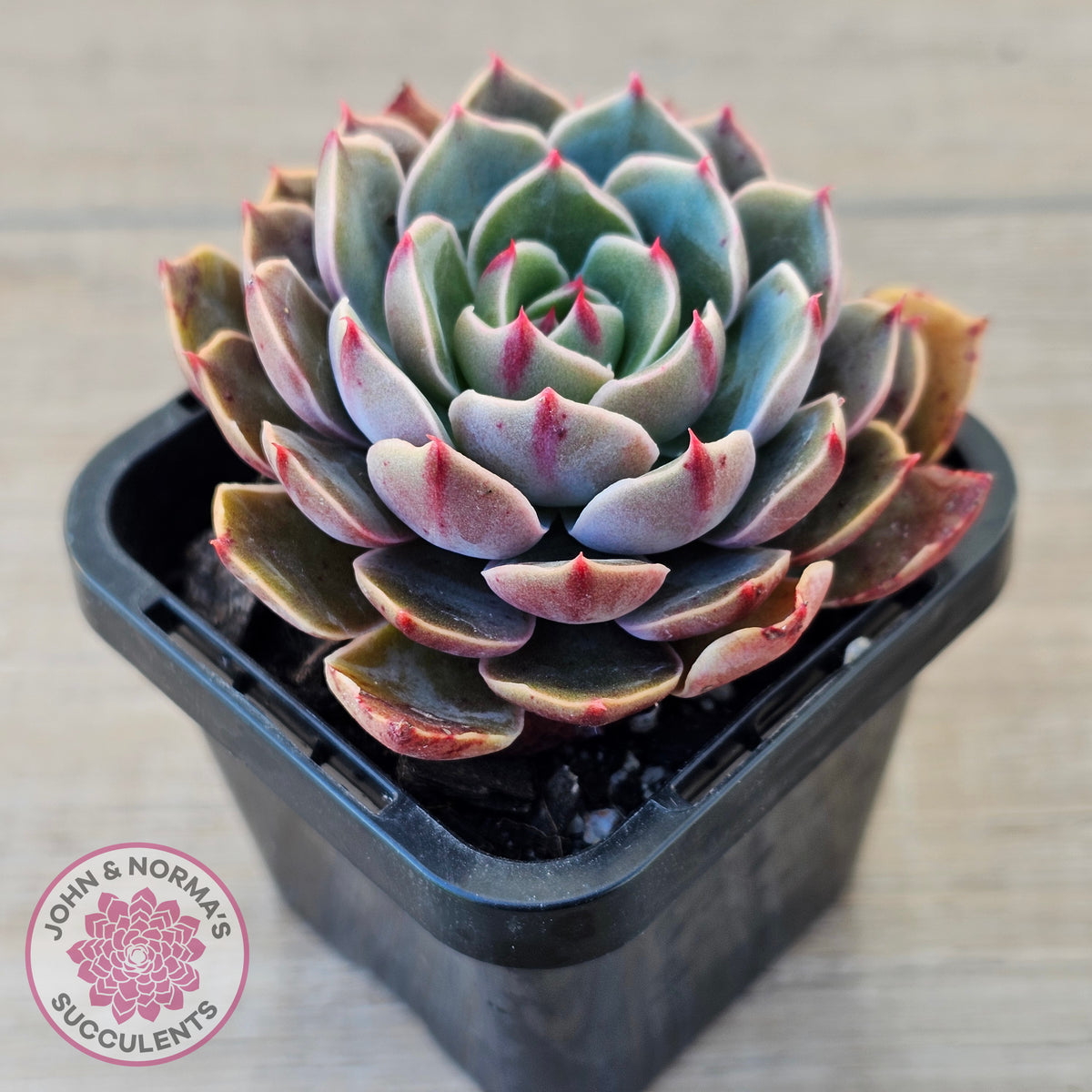 Echeveria 'Santa Lewis'