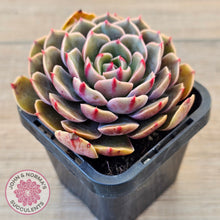 Load image into Gallery viewer, Echeveria &#39;Santa Lewis&#39;
