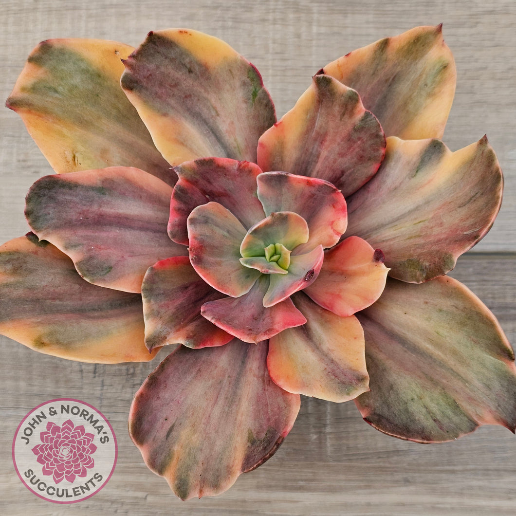 Echeveria 'Red Phoenix' Variegated - (90mm Same Plant)