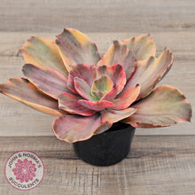 Load image into Gallery viewer, Echeveria &#39;Red Phoenix&#39; Variegated - (90mm Same Plant)
