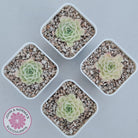 Echeveria 'White Swan' (clumps)