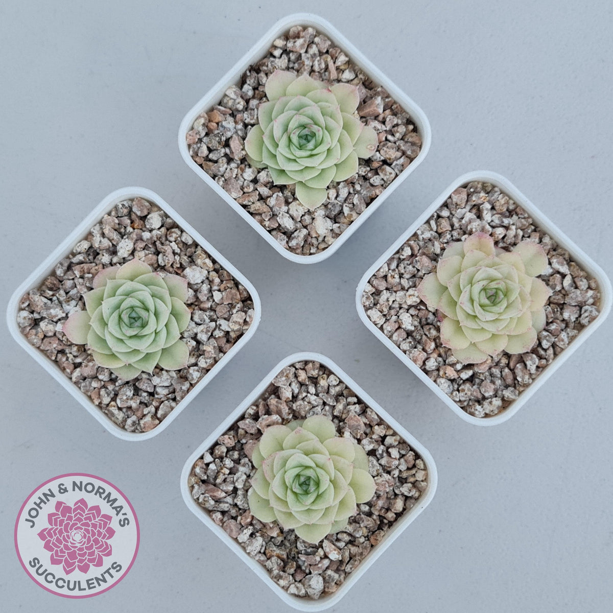 Echeveria 'White Swan' (clumps)