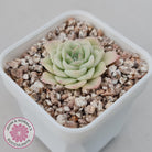Echeveria 'White Swan' (clumps)