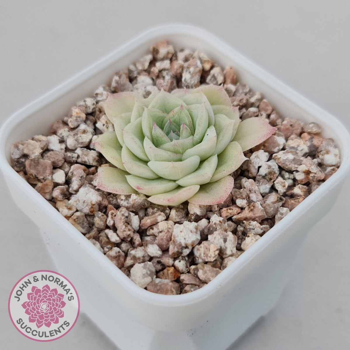 Echeveria 'White Swan' (clumps)