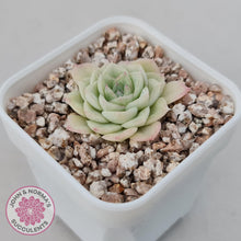 Load image into Gallery viewer, Echeveria &#39;White Swan&#39; (sml) - John &amp; Norma&#39;s Succulents Australia
