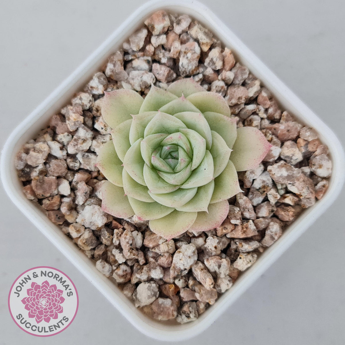 Echeveria 'White Swan' (clumps)