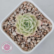 Load image into Gallery viewer, Echeveria &#39;White Swan&#39; (sml) - John &amp; Norma&#39;s Succulents Australia
