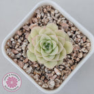 Echeveria 'White Swan' (clumps)