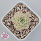 Echeveria 'White Swan' (clumps)