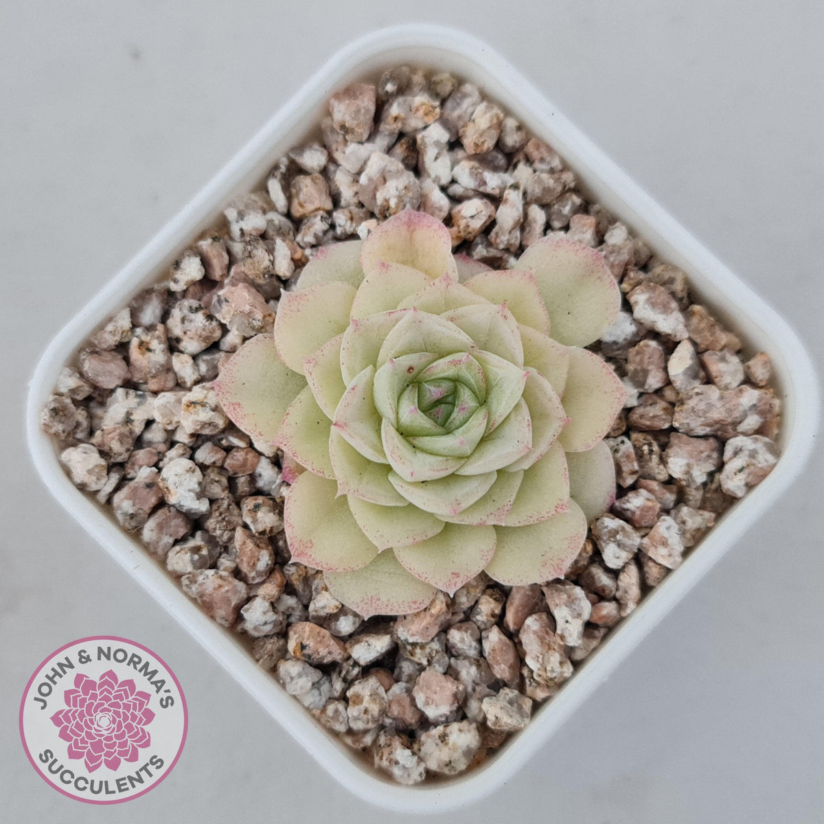 Echeveria 'White Swan' (clumps)