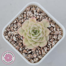 Load image into Gallery viewer, Echeveria &#39;White Swan&#39; (sml) - John &amp; Norma&#39;s Succulents Australia
