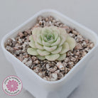 Echeveria 'White Swan' (clumps)