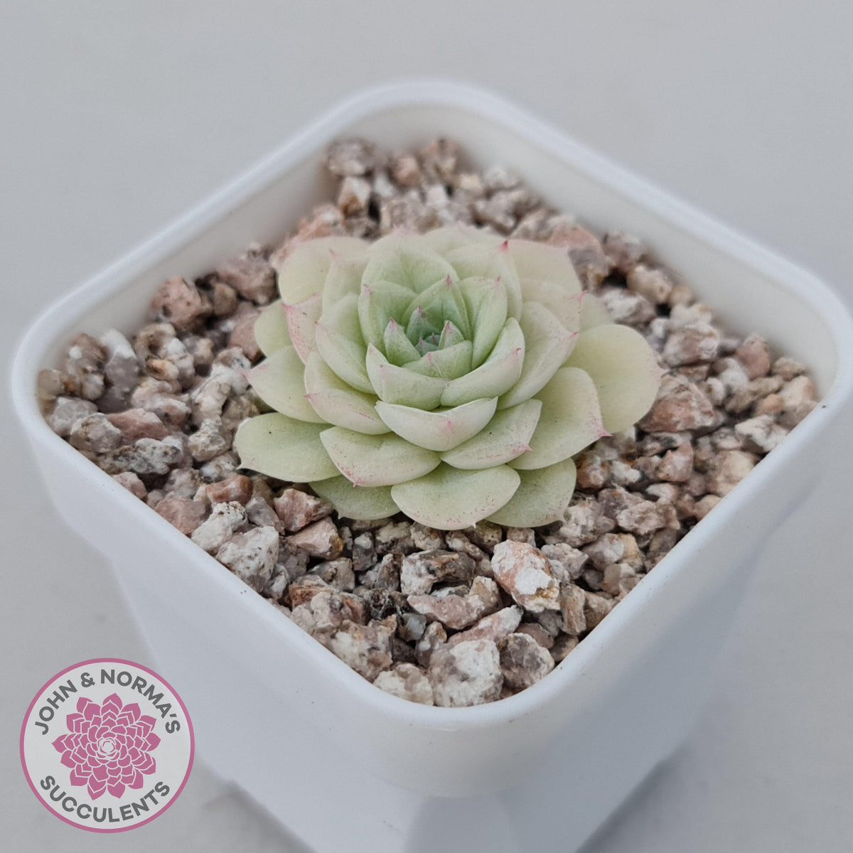 Echeveria 'White Swan' (clumps)