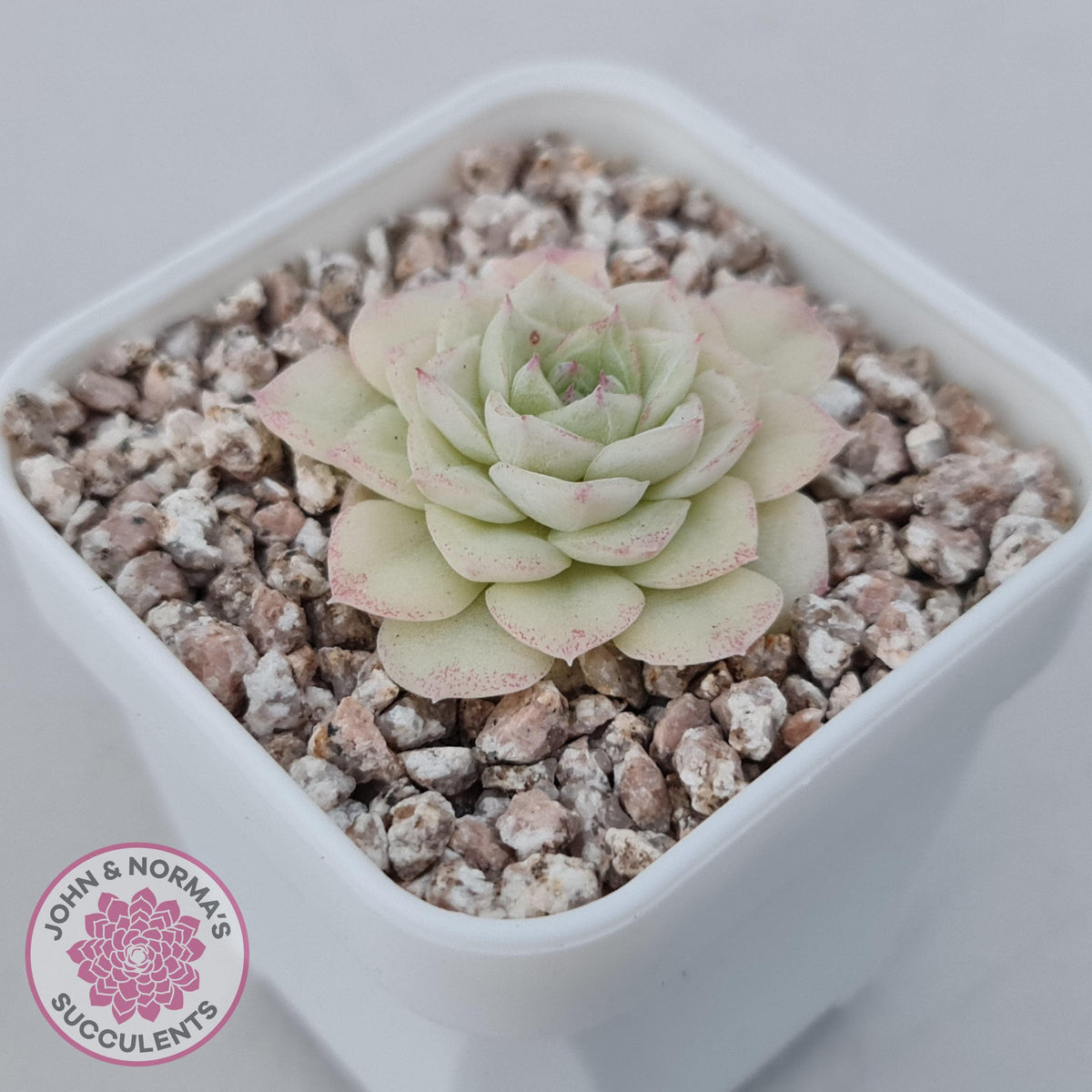 Echeveria 'White Swan' (clumps)