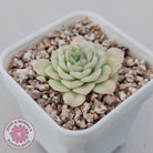 Echeveria 'White Swan' (clumps)