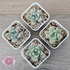 Echeveria 'Star Snow'